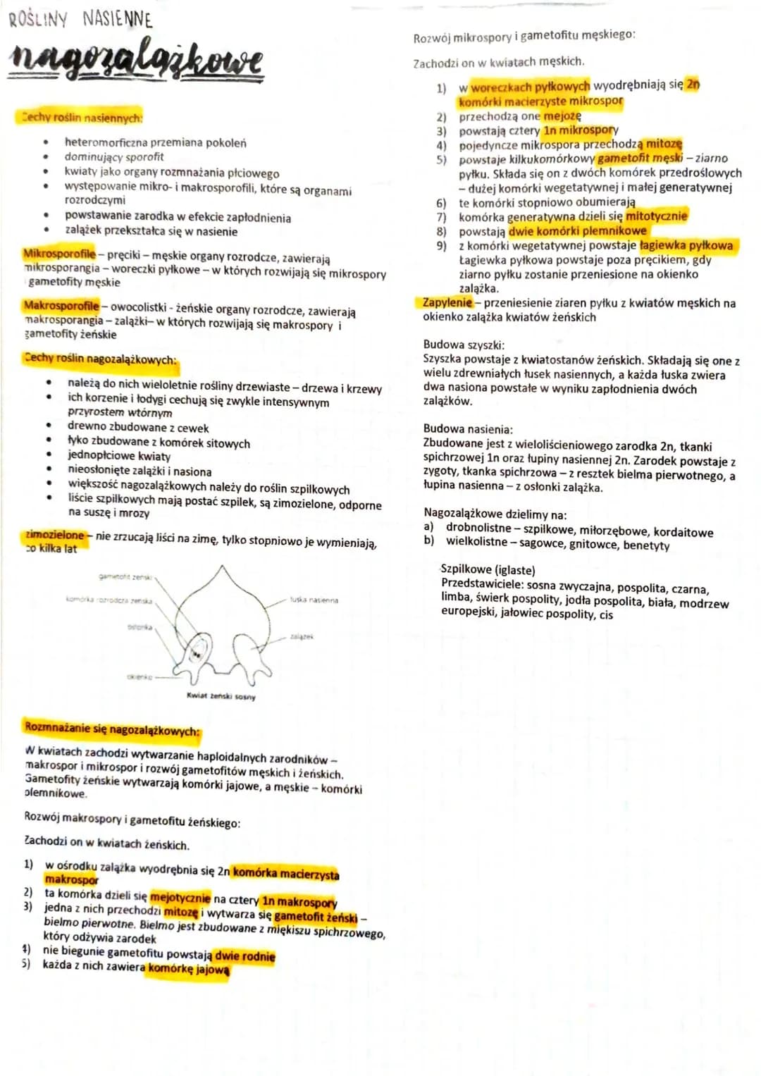 Cechy mchów:
mchy
●
●
●
●
●
●
●
gametofit dominuje nad sporofitem
zapłodnienie wymaga obecności wody
sporofit mchów jest pokoleniem krótkotr