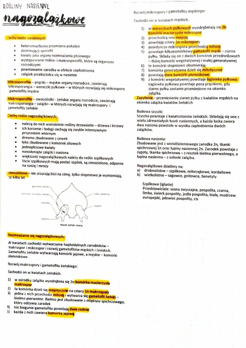 Cechy mchów:
mchy
●
●
●
●
●
●
●
gametofit dominuje nad sporofitem
zapłodnienie wymaga obecności wody
sporofit mchów jest pokoleniem krótkotr