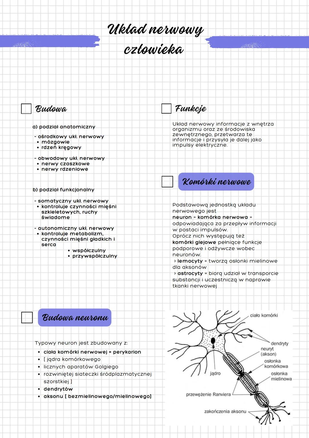 --- OCR Start ---
Układ nerwowy
człowieka
Budowa
a) podział anatomiczny
- ośrodkowy ukł. nerwowy
- mózgowie
- rdzeń kręgowy
- obwodowy ukł. 