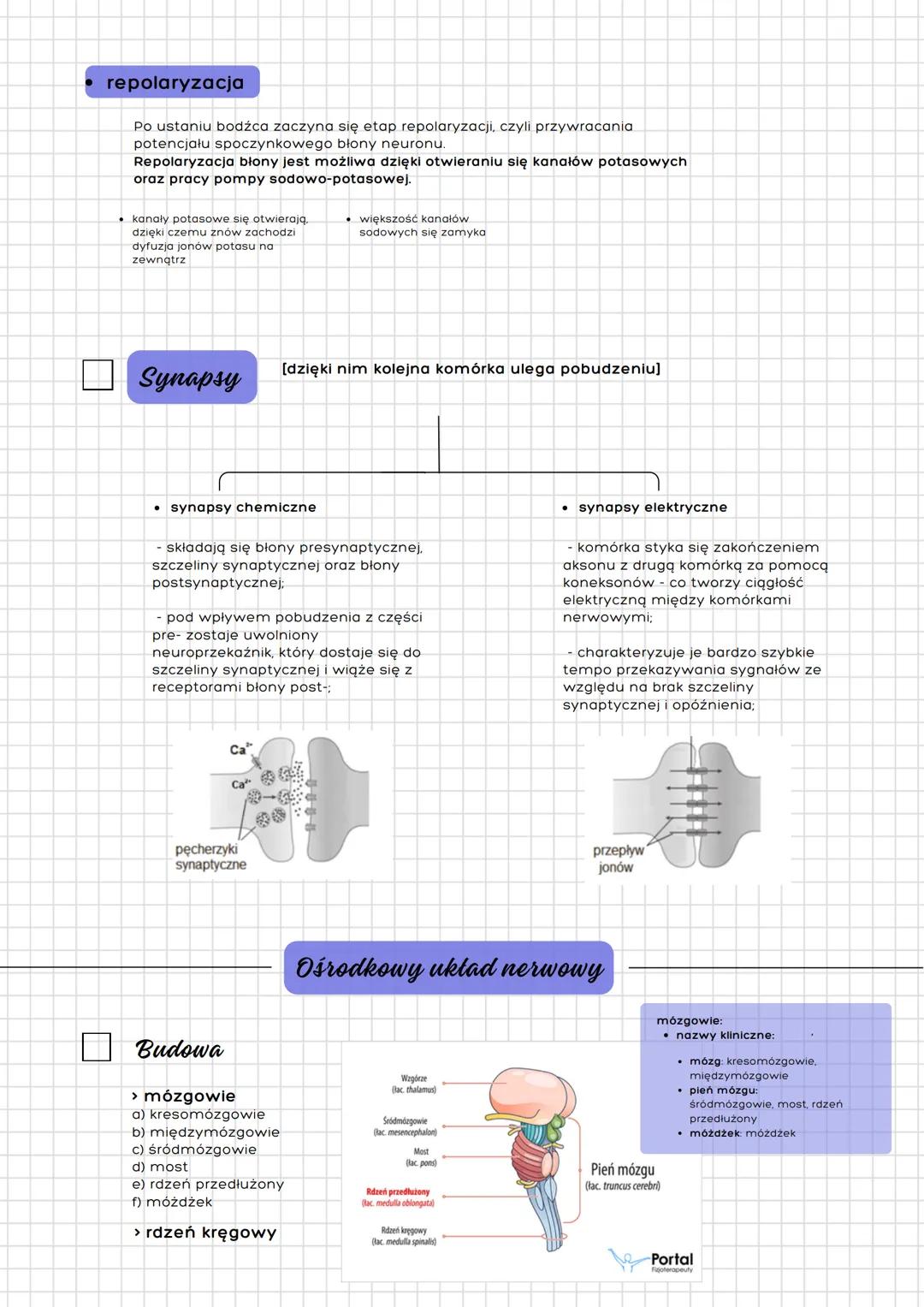 --- OCR Start ---
Układ nerwowy
człowieka
Budowa
a) podział anatomiczny
- ośrodkowy ukł. nerwowy
- mózgowie
- rdzeń kręgowy
- obwodowy ukł. 
