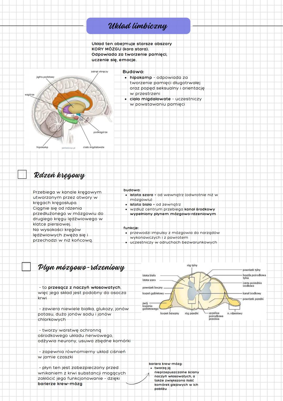 --- OCR Start ---
Układ nerwowy
człowieka
Budowa
a) podział anatomiczny
- ośrodkowy ukł. nerwowy
- mózgowie
- rdzeń kręgowy
- obwodowy ukł. 