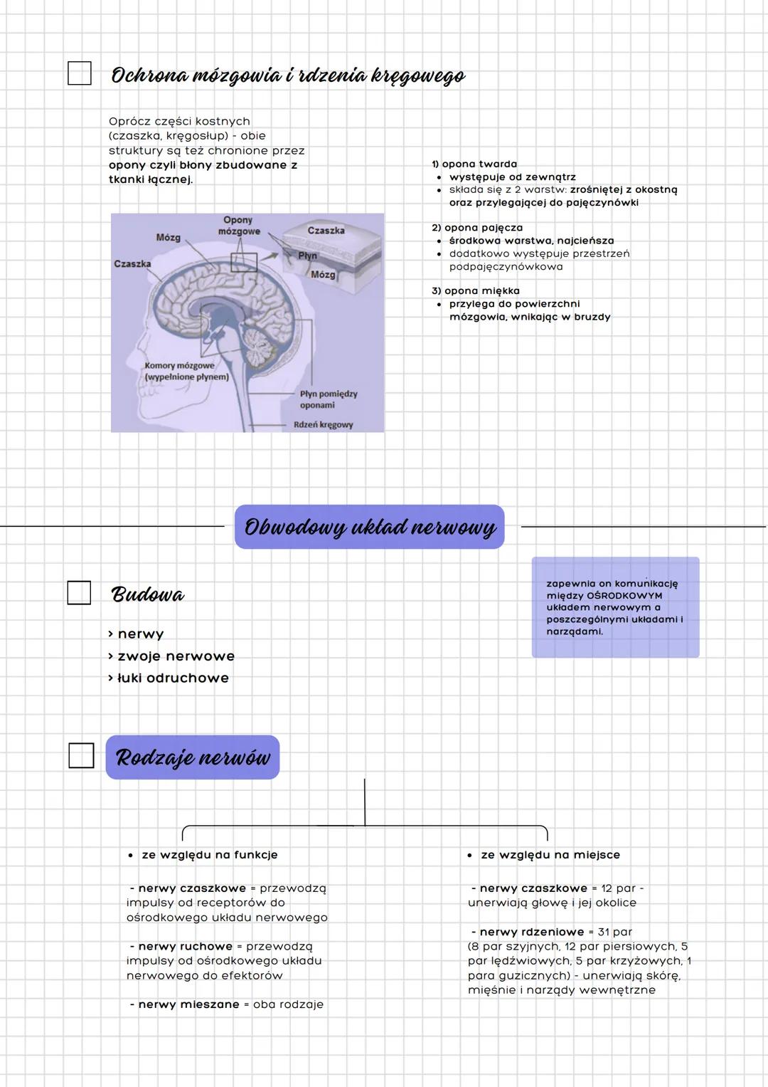 --- OCR Start ---
Układ nerwowy
człowieka
Budowa
a) podział anatomiczny
- ośrodkowy ukł. nerwowy
- mózgowie
- rdzeń kręgowy
- obwodowy ukł. 