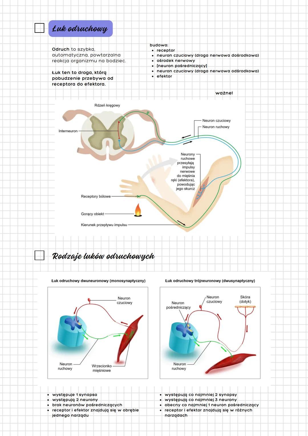 --- OCR Start ---
Układ nerwowy
człowieka
Budowa
a) podział anatomiczny
- ośrodkowy ukł. nerwowy
- mózgowie
- rdzeń kręgowy
- obwodowy ukł. 