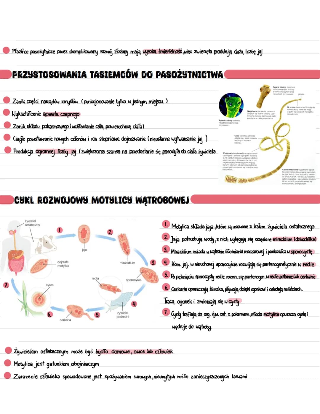 
<p>Przedstawiciele płazińców to zwierzęta o wydłużonym, spłaszczonym grzbieto-brzusznie ciele o kształcie liścia lub taśmy. Nazywane są one