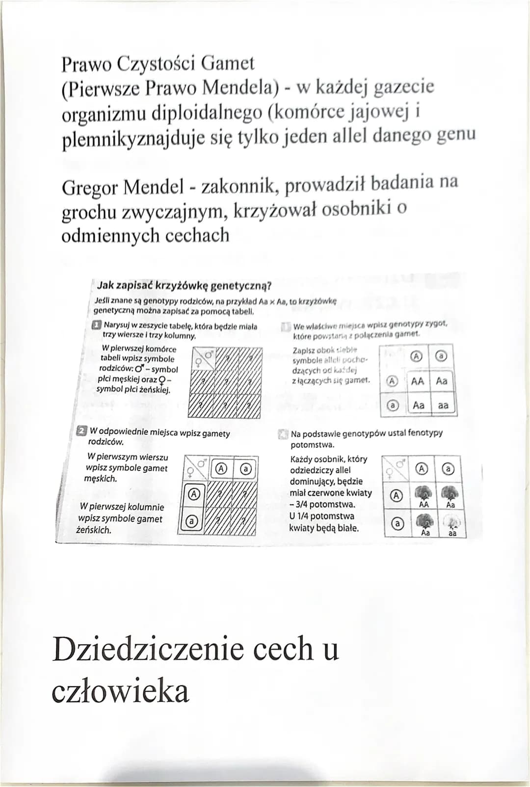 Podstawowe prawa
dziedziczenia
Organizmy diploidalne - dwa zestawy
chromosomów (każdy po jednym z rodziców), w
tych zestawach znajdują się o