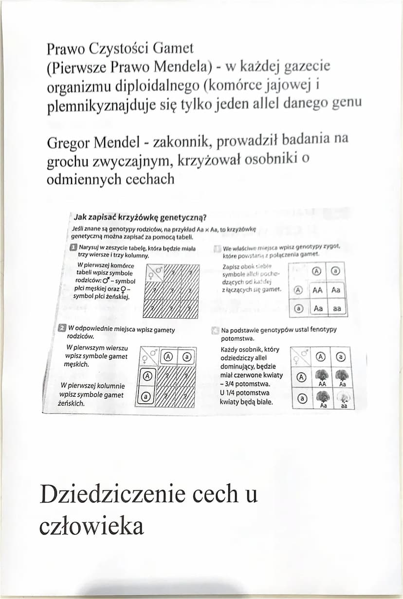 Podstawowe prawa
dziedziczenia
Organizmy diploidalne - dwa zestawy
chromosomów (każdy po jednym z rodziców), w
tych zestawach znajdują się o