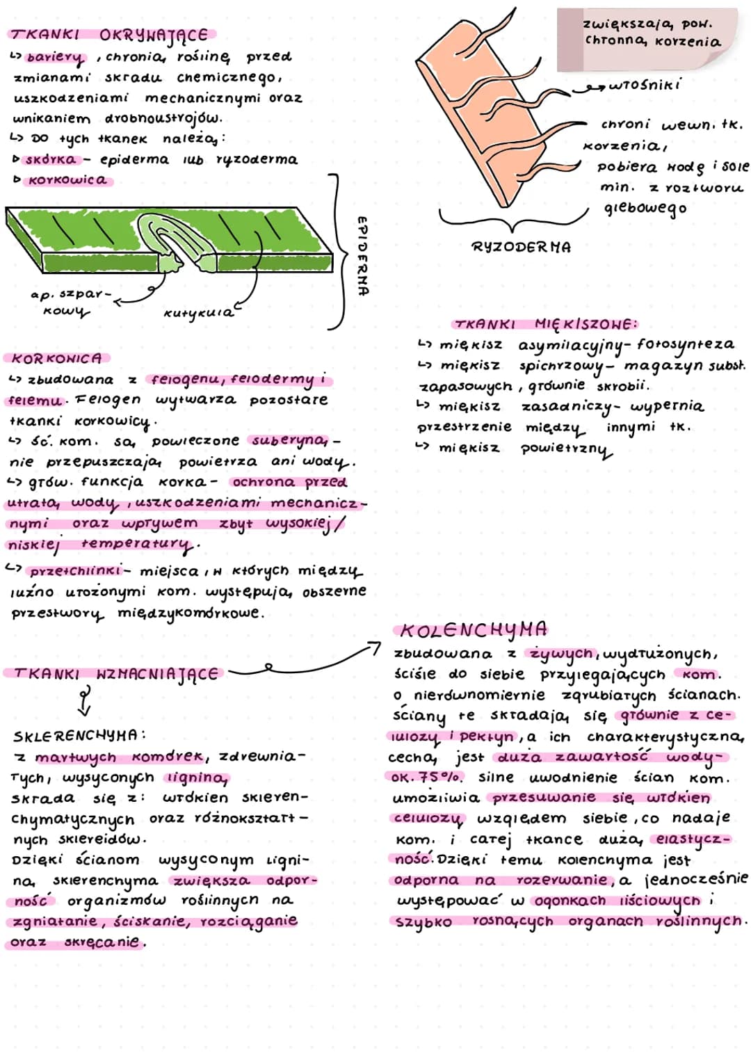 سستم سمسه
-
zaliczamy do nich:
▷ tkanki stare:
okrywające,
miękiszowe,
wzmacniające,
przewodzące
▷ tkanki twórcze- merystemy
TKANKI TWÓRCZE
