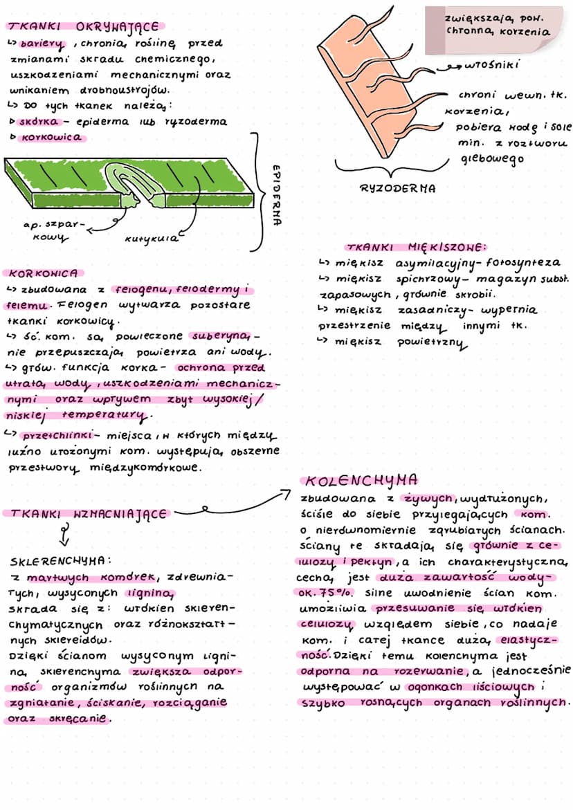سستم سمسه
-
zaliczamy do nich:
▷ tkanki stare:
okrywające,
miękiszowe,
wzmacniające,
przewodzące
▷ tkanki twórcze- merystemy
TKANKI TWÓRCZE
