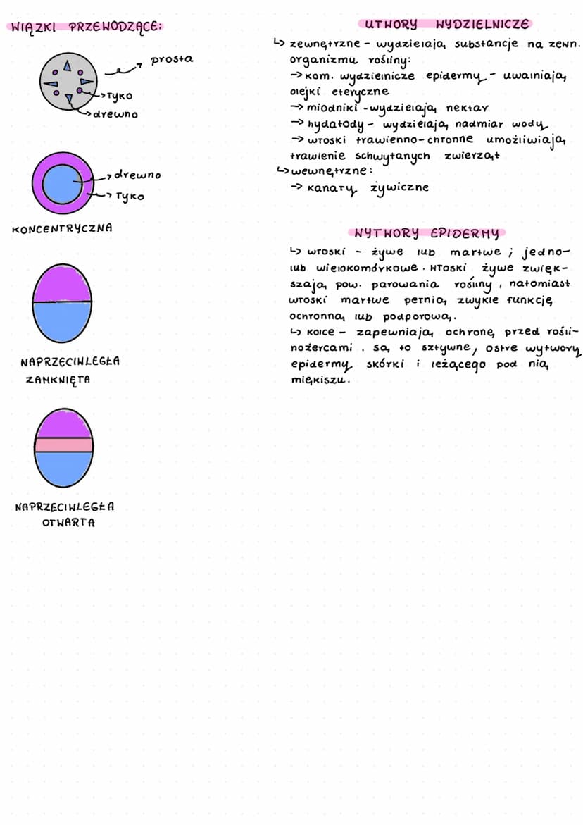سستم سمسه
-
zaliczamy do nich:
▷ tkanki stare:
okrywające,
miękiszowe,
wzmacniające,
przewodzące
▷ tkanki twórcze- merystemy
TKANKI TWÓRCZE
