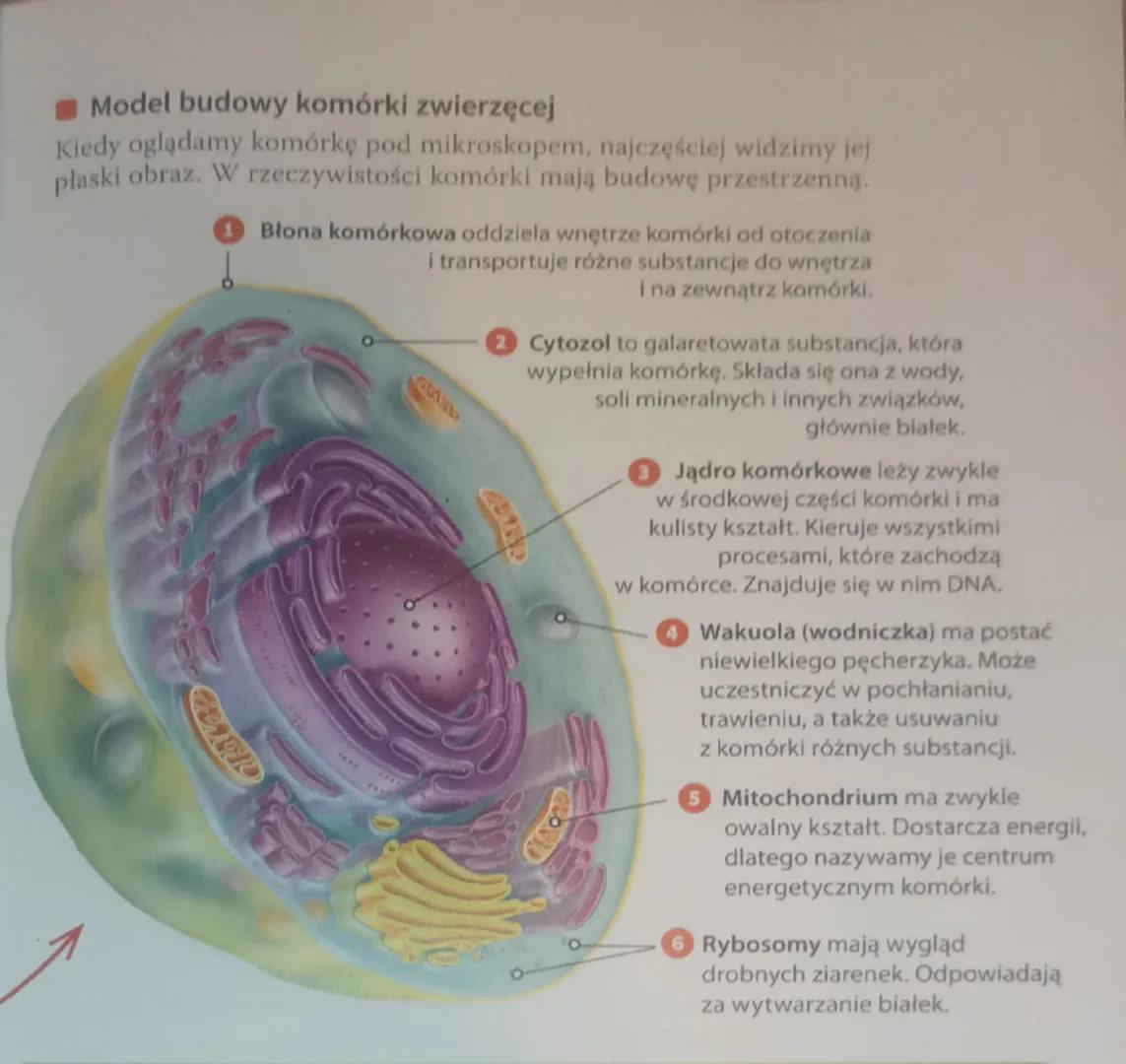 Model budowy komórki zwierzęcej
Kiedy oglądamy komórkę pod mikroskopem, najczęściej widzimy jej
płaski obraz. W rzeczywistości komórki mają 