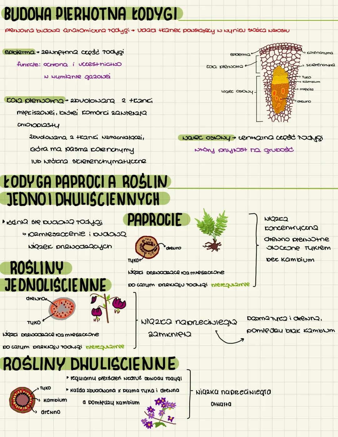 PED I ŁODYGA
pęd: nadziemn2 cresd Todygi
budowa: Todyga, liście - ceyli organy Negexatylne funkcCQ: NeNsti N2N5j
cami Ovoce i KNNaty-cyli or