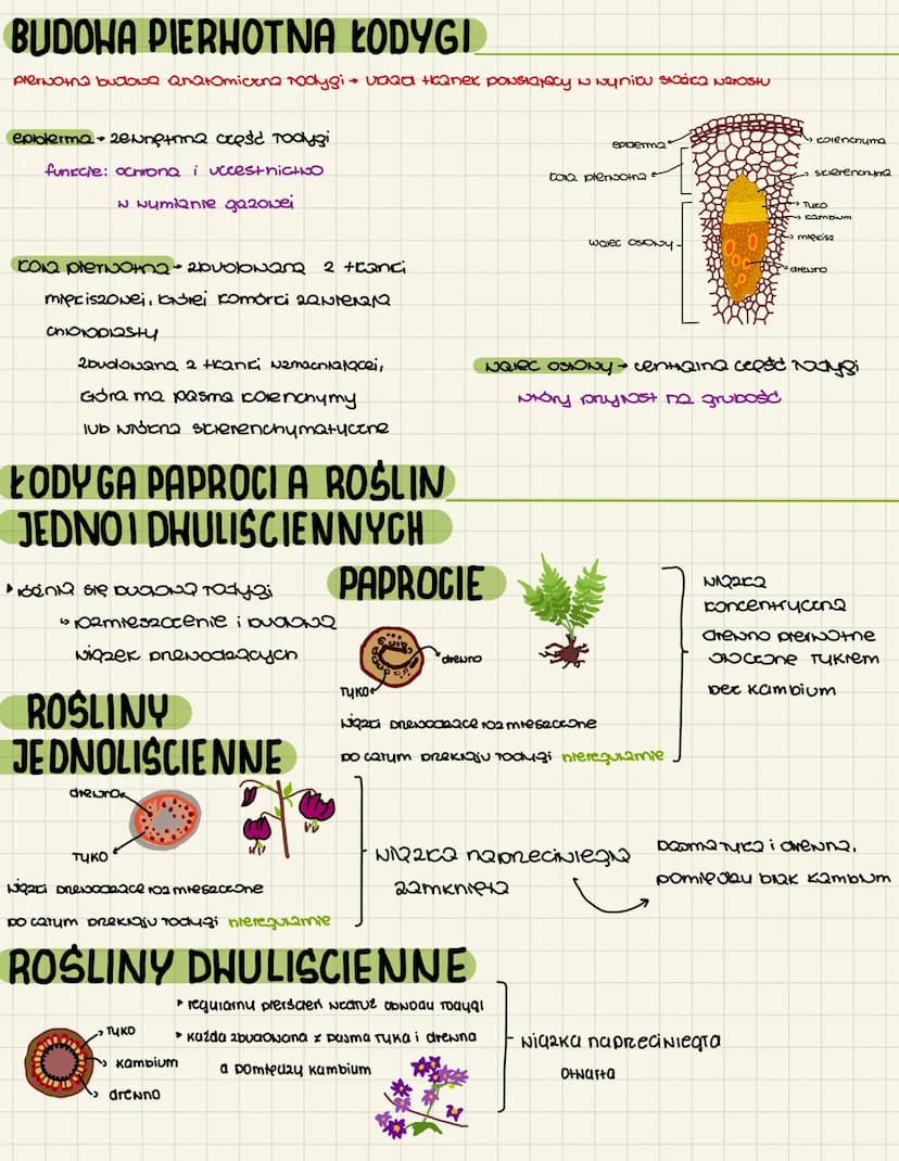 PED I ŁODYGA
pęd: nadziemn2 cresd Todygi
budowa: Todyga, liście - ceyli organy Negexatylne funkcCQ: NeNsti N2N5j
cami Ovoce i KNNaty-cyli or