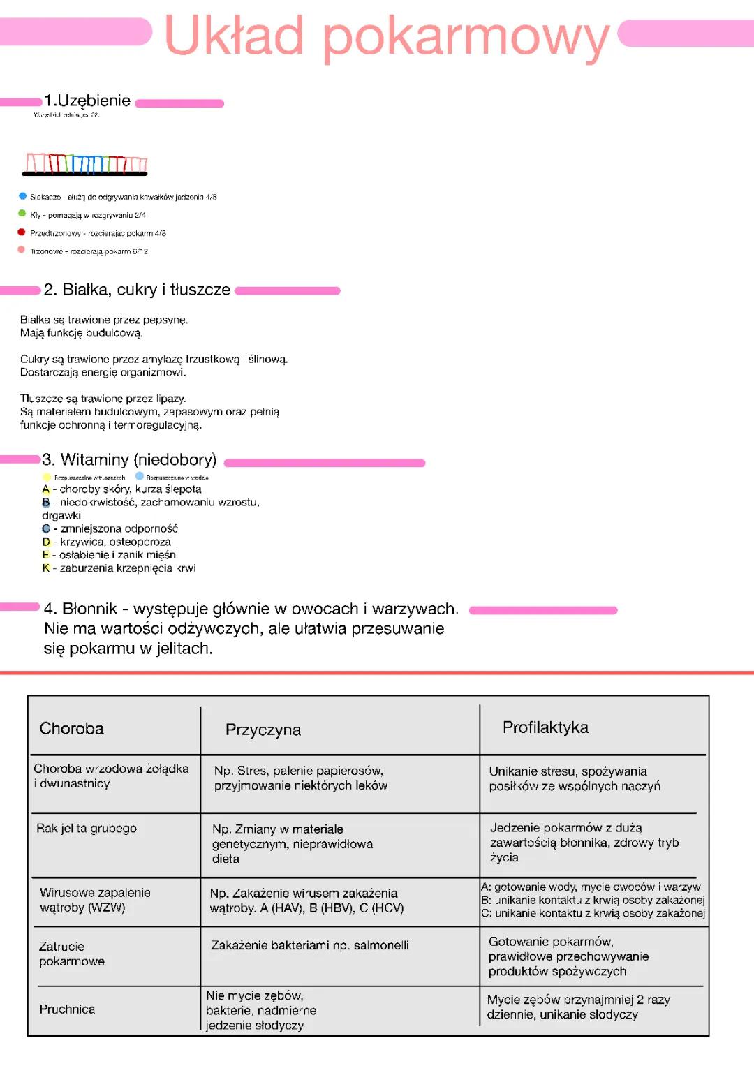 Układ pokarmowy: Najważniejsze informacje i procesy