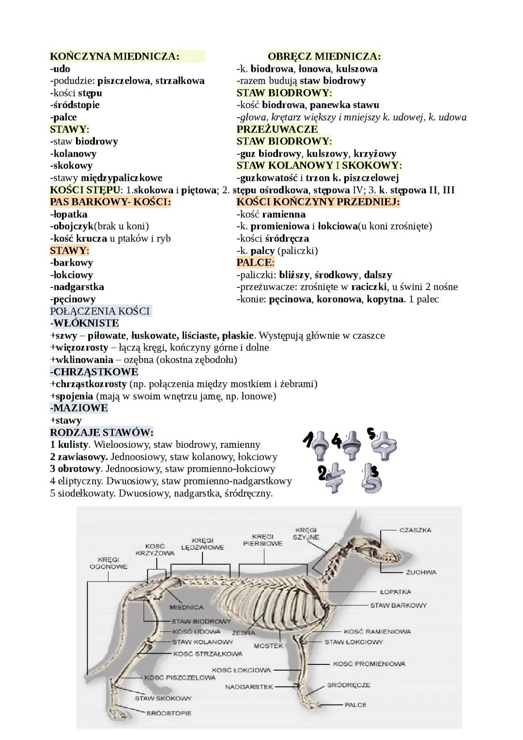 Układ Kostny Zwierząt: Notatki do Nauki