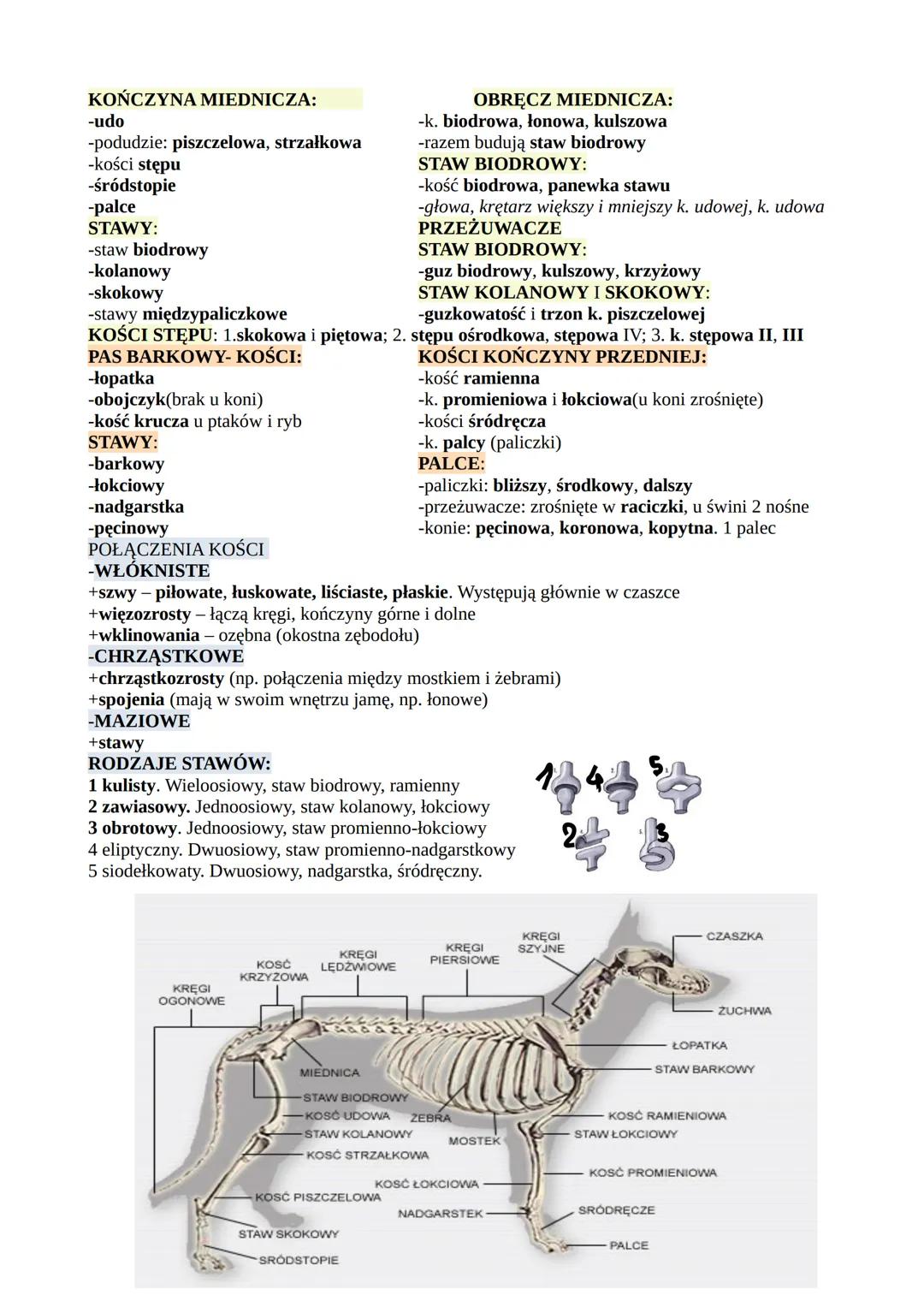 KOŃCZYNA MIEDNICZA:
-udo
-podudzie: piszczelowa, strzałkowa
-kości stępu
-śródstopie
-palce
STAWY:
-staw biodrowy
STAW BIODROWY:
-guz biodro