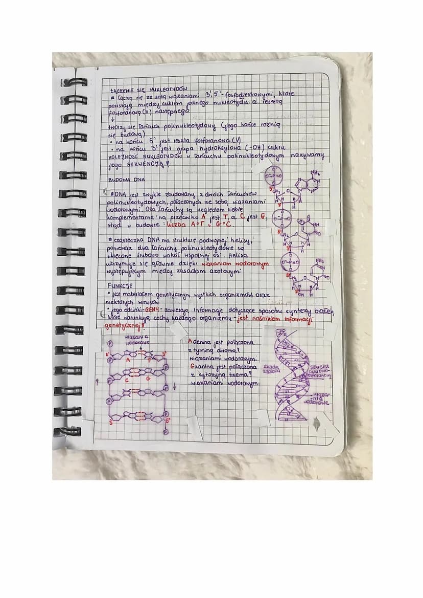 organella komorkowe wszystko w
lekija
T: Nukleotydy Kwasy nukleinone.
RODZAJE KNASOH NUKLEINOWYCH
(kwasy nukleinowe- polimery)
"kwas deoksyr