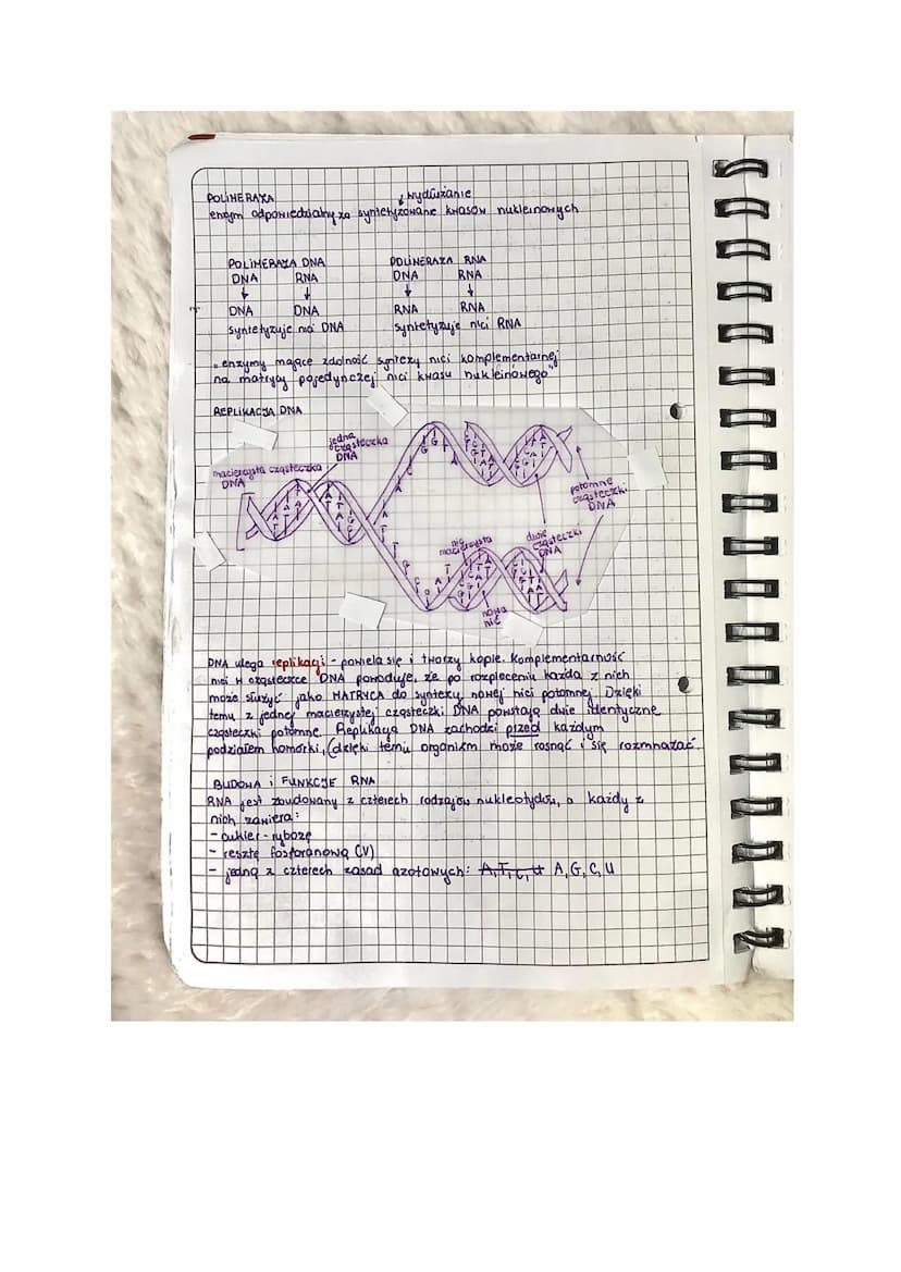 organella komorkowe wszystko w
lekija
T: Nukleotydy Kwasy nukleinone.
RODZAJE KNASOH NUKLEINOWYCH
(kwasy nukleinowe- polimery)
"kwas deoksyr