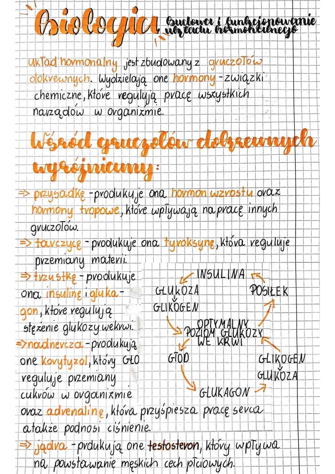 
<h3 id="gruczoydokrewneczowieka">Gruczoły dokrewne człowieka</h3>
<p>Układ hormonalny jest zbudowany z gruczołów dokrewnych. Wydzielają one