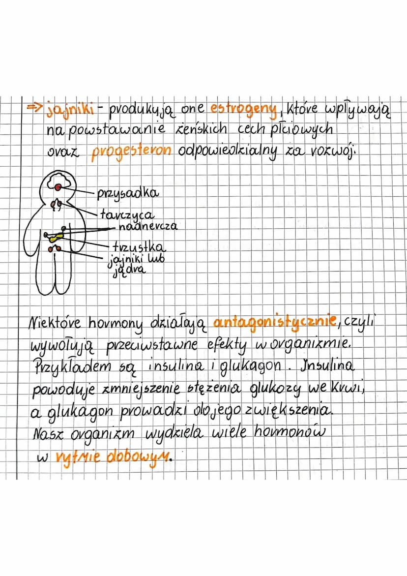 
<h3 id="gruczoydokrewneczowieka">Gruczoły dokrewne człowieka</h3>
<p>Układ hormonalny jest zbudowany z gruczołów dokrewnych. Wydzielają one