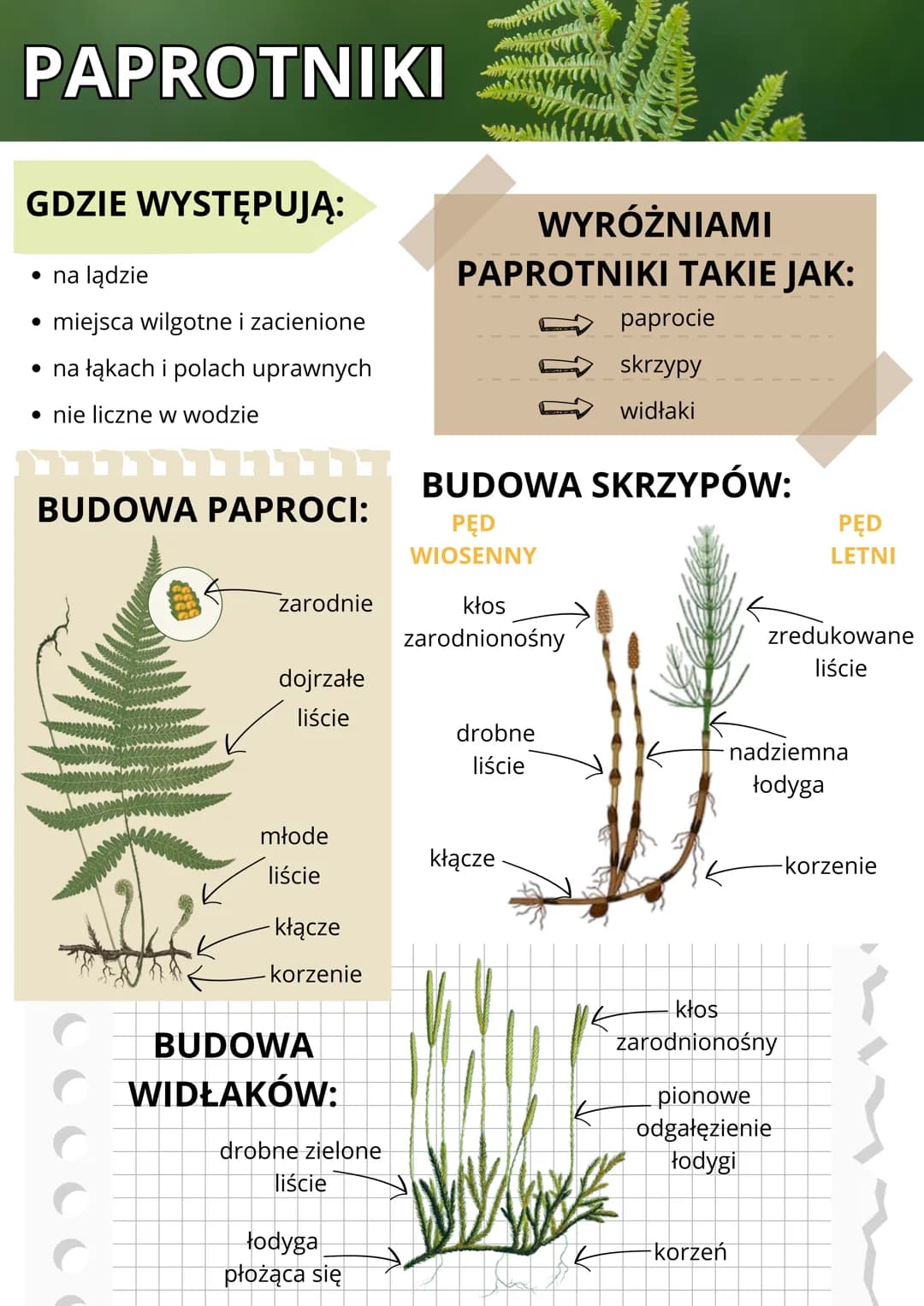 PAPROTNIKI
GDZIE WYSTĘPUJĄ:
⚫ na lądzie
•
miejsca wilgotne i zacienione
• na łąkach i polach uprawnych
⚫ nie liczne w wodzie
WYRÓŻNIAMI
PAPR