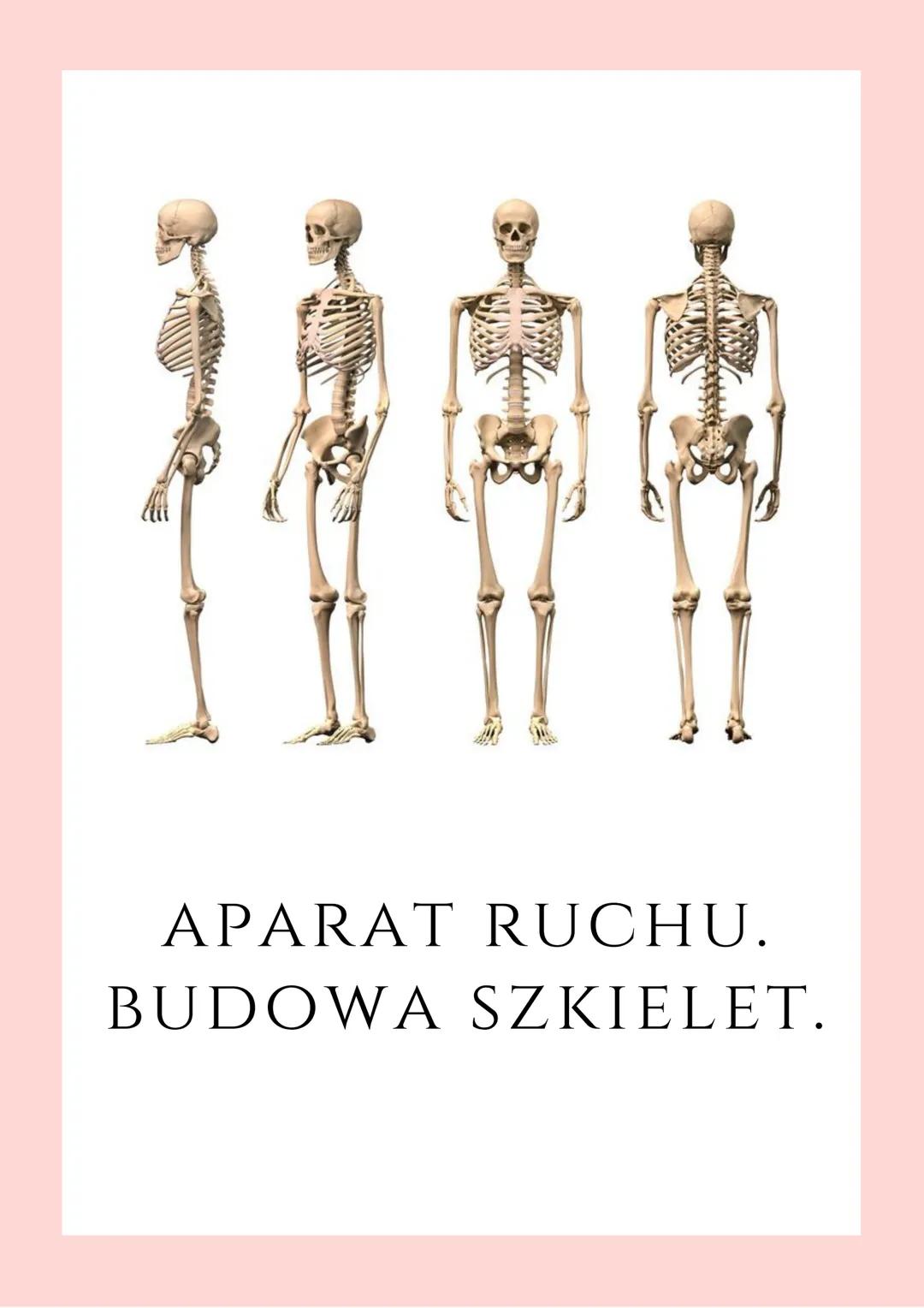 APARAT RUCHU.
BUDOWA SZKIELET. Układ szkieletowy i mięśniowy, współpracujące
ze sobą tworzą aparat ruchu.

Układ szkieletowy stanowi część b