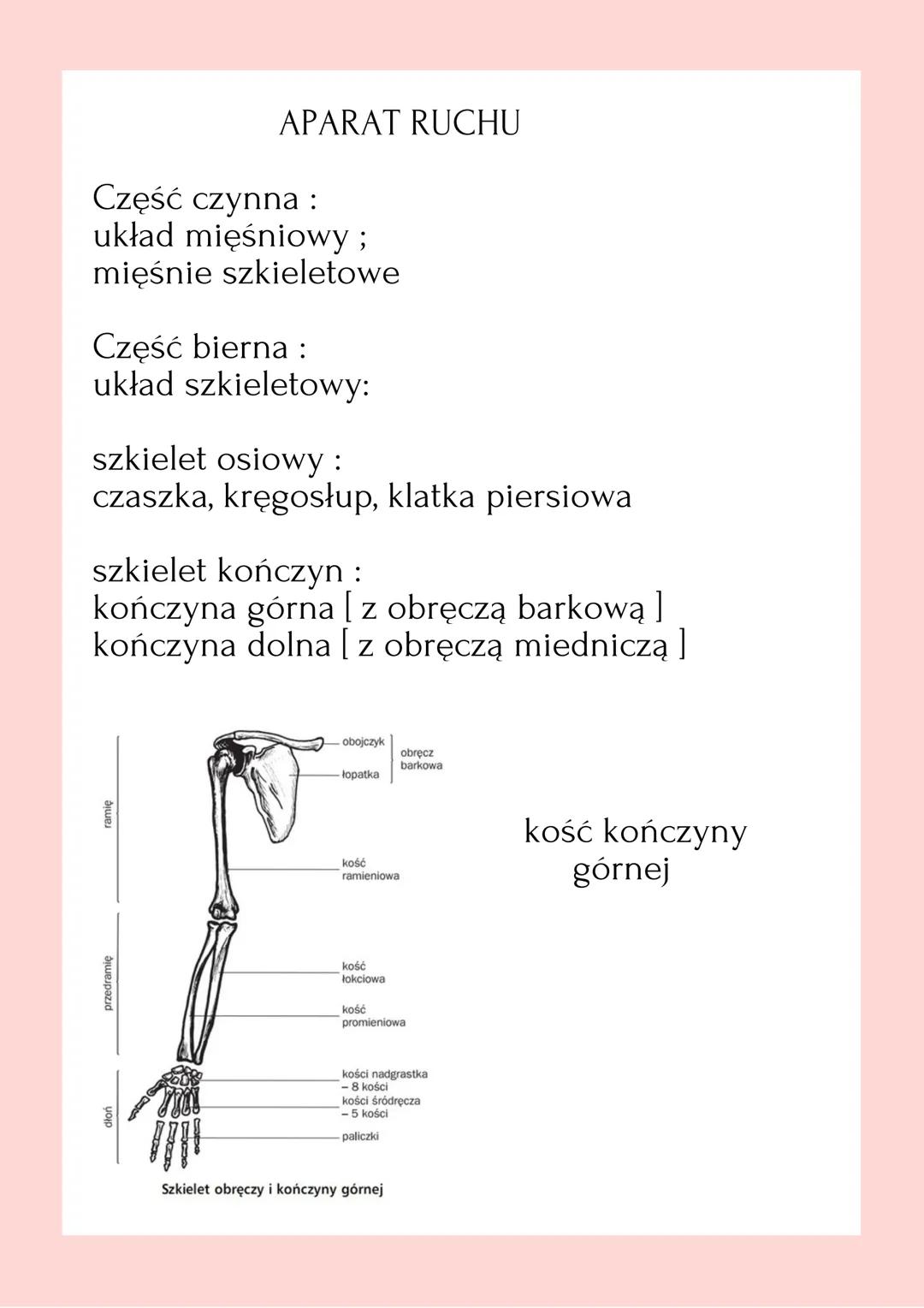 APARAT RUCHU.
BUDOWA SZKIELET. Układ szkieletowy i mięśniowy, współpracujące
ze sobą tworzą aparat ruchu.

Układ szkieletowy stanowi część b