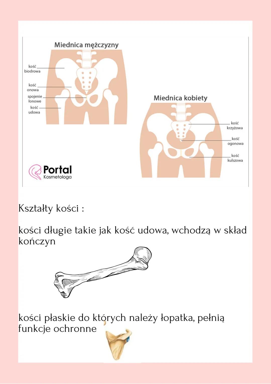 APARAT RUCHU.
BUDOWA SZKIELET. Układ szkieletowy i mięśniowy, współpracujące
ze sobą tworzą aparat ruchu.

Układ szkieletowy stanowi część b