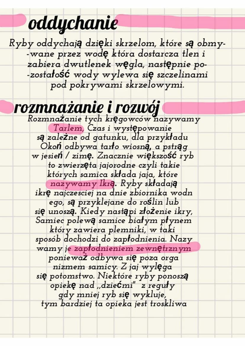 Wędrówki ryb
Co to są tak wlasciwie wędrówki ryb? otóż są to
wyprawy które odbywają np. łosoś lub
wegorz, ich celem jest tarło ( czyli wcześ