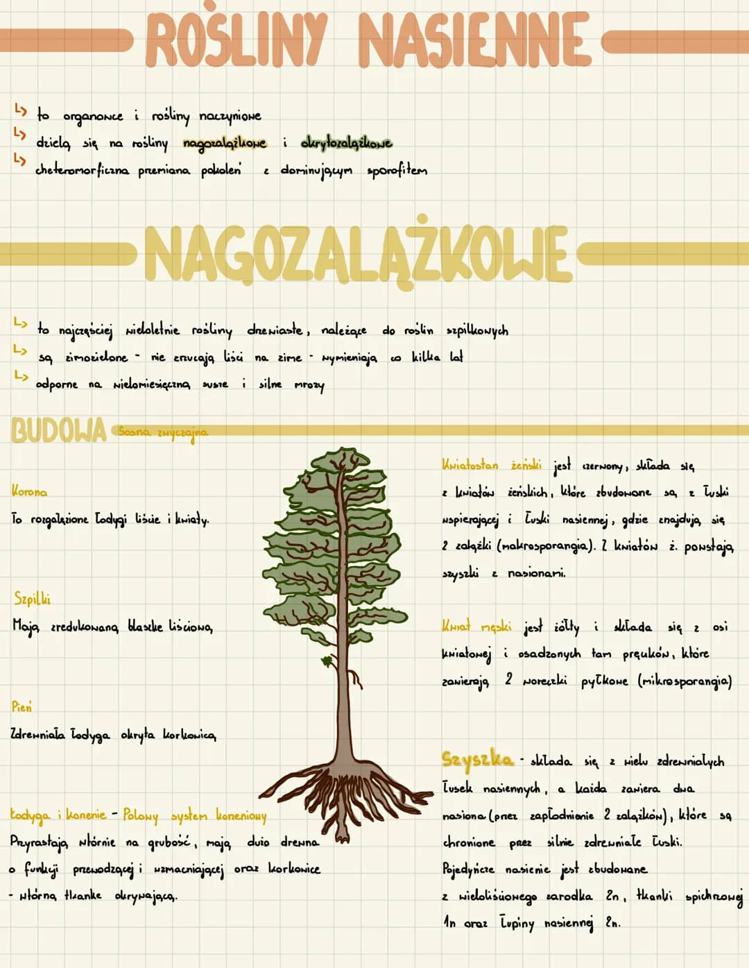 ↳>
L>
Ly
L>
را
L>
to
ROSLINY NASIENNE
organonce i rośliny naczyniowe
dziela się na
cheteromorficzna przemiana pokolen
to
rośliny nagozalążko