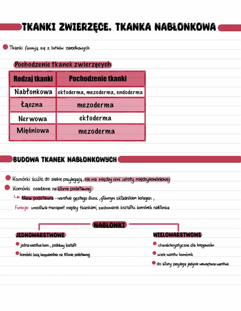 ►TKANKI ZWIERZĘCE. TKANKA NABŁONKOWA
Tkanki formują się z listków zarodkowych
Pochodzenie tkanek zwierzęcych
Rodzaj tkanki Pochodzenie tkank