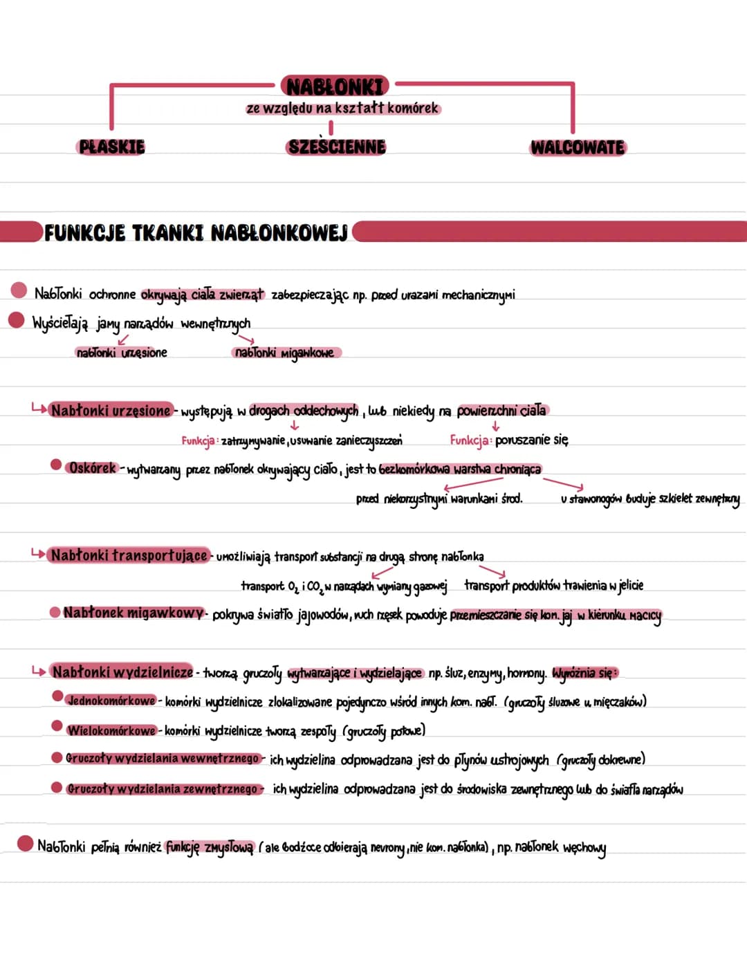 ►TKANKI ZWIERZĘCE. TKANKA NABŁONKOWA
Tkanki formują się z listków zarodkowych
Pochodzenie tkanek zwierzęcych
Rodzaj tkanki Pochodzenie tkank