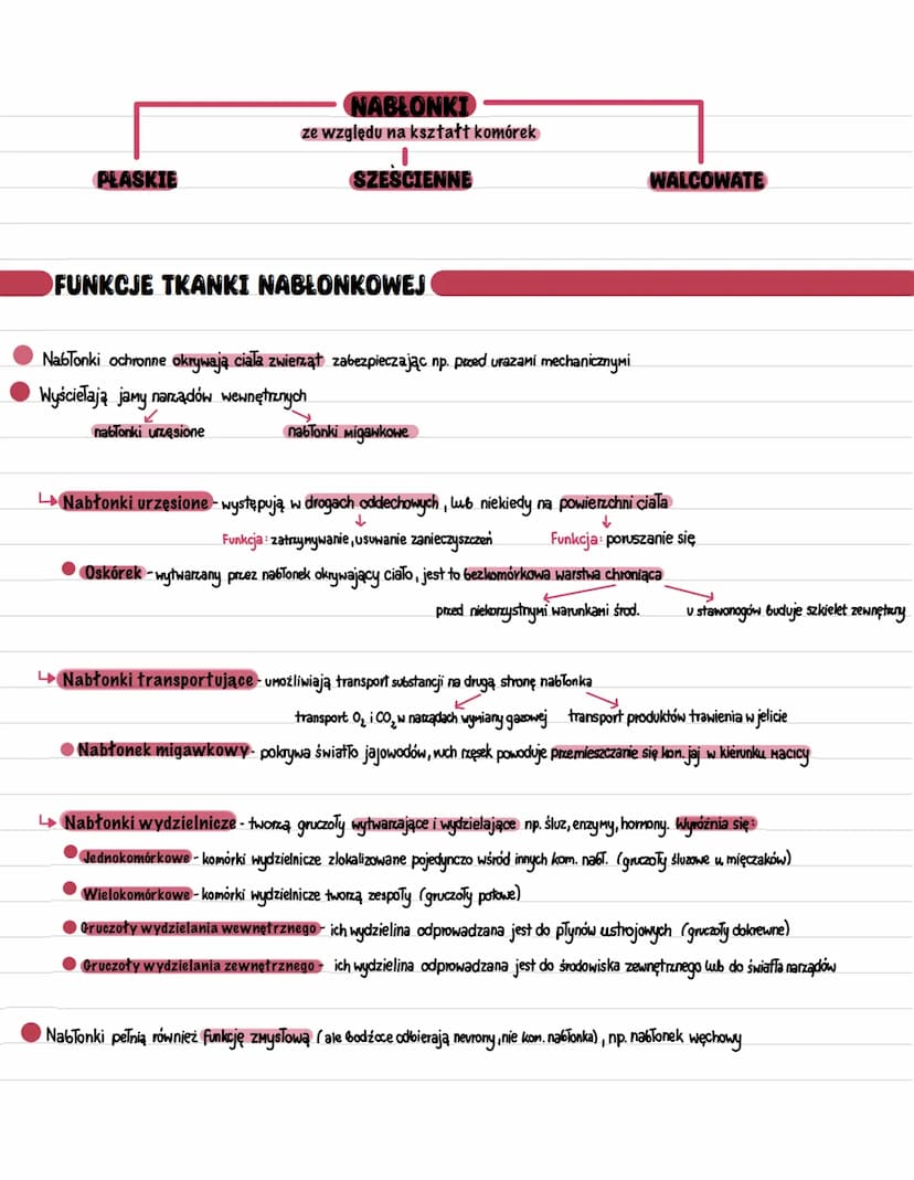 ►TKANKI ZWIERZĘCE. TKANKA NABŁONKOWA
Tkanki formują się z listków zarodkowych
Pochodzenie tkanek zwierzęcych
Rodzaj tkanki Pochodzenie tkank