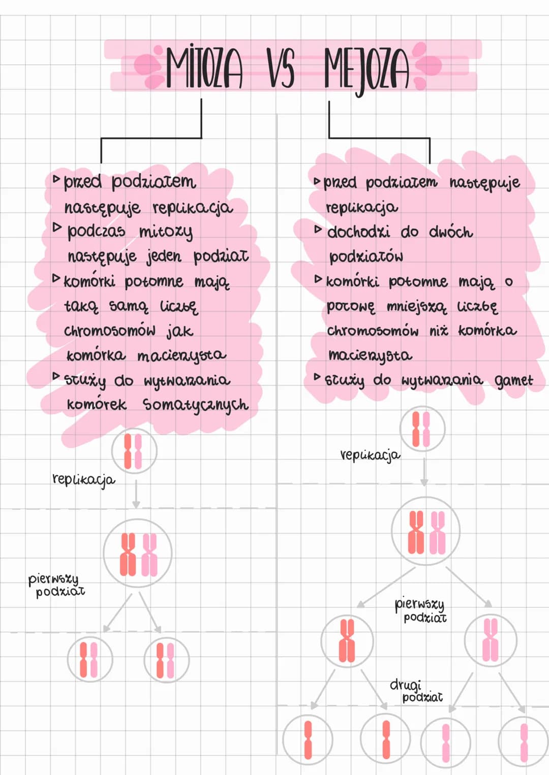 przed podziałem
następuje replikacja
▷ podczas mitozy
następuje jeden podział
► komórki potomne mają
taką samą liczbę
Chromosomów jak
komórk