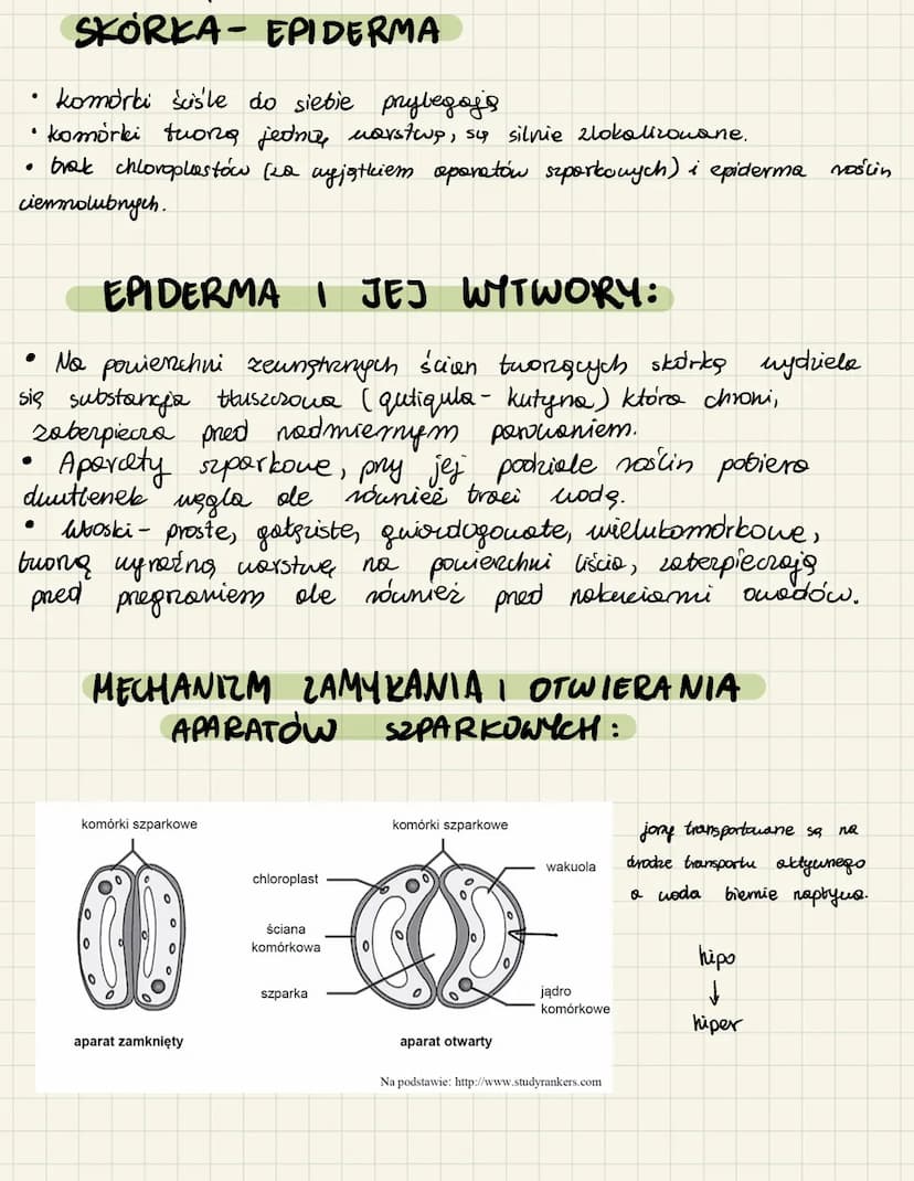 
<h2 id="merystemypierwotneiwtrne">Merystemy pierwotne i wtórne</h2>
<p>Merystemy pierwotne i wtórne są esencjonalne w procesie wzrostu rośl