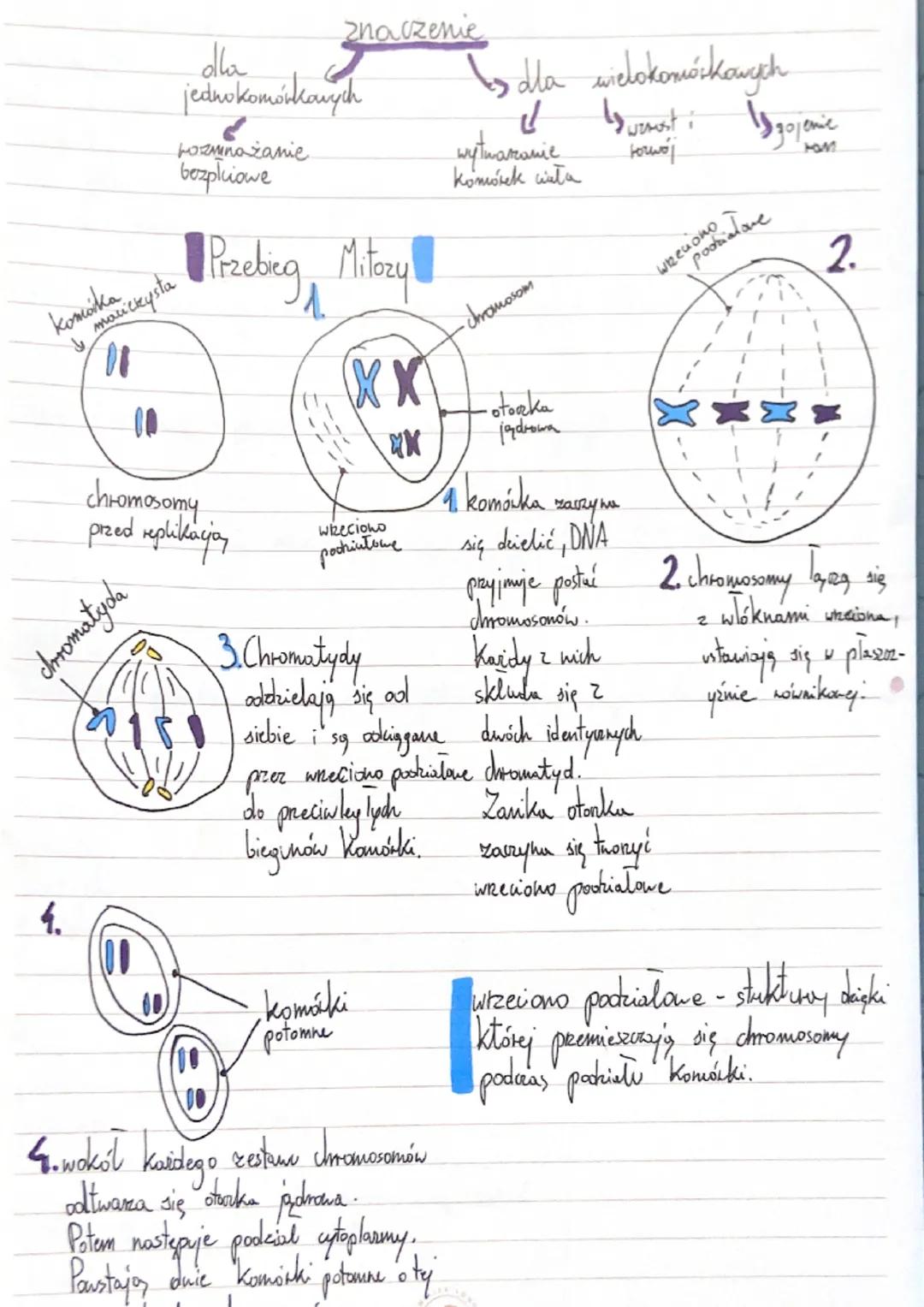chromosomy homdogiczne - pary
dromosomów, z których jeden pahodki od
matki, a drugi od oica, charakteryzują się identyczną, budową, i zawier