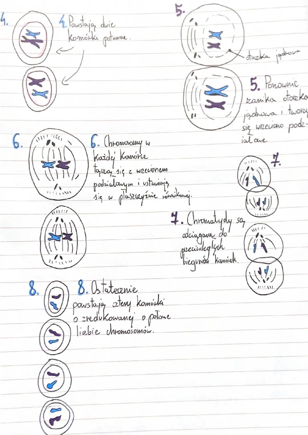 chromosomy homdogiczne - pary
dromosomów, z których jeden pahodki od
matki, a drugi od oica, charakteryzują się identyczną, budową, i zawier