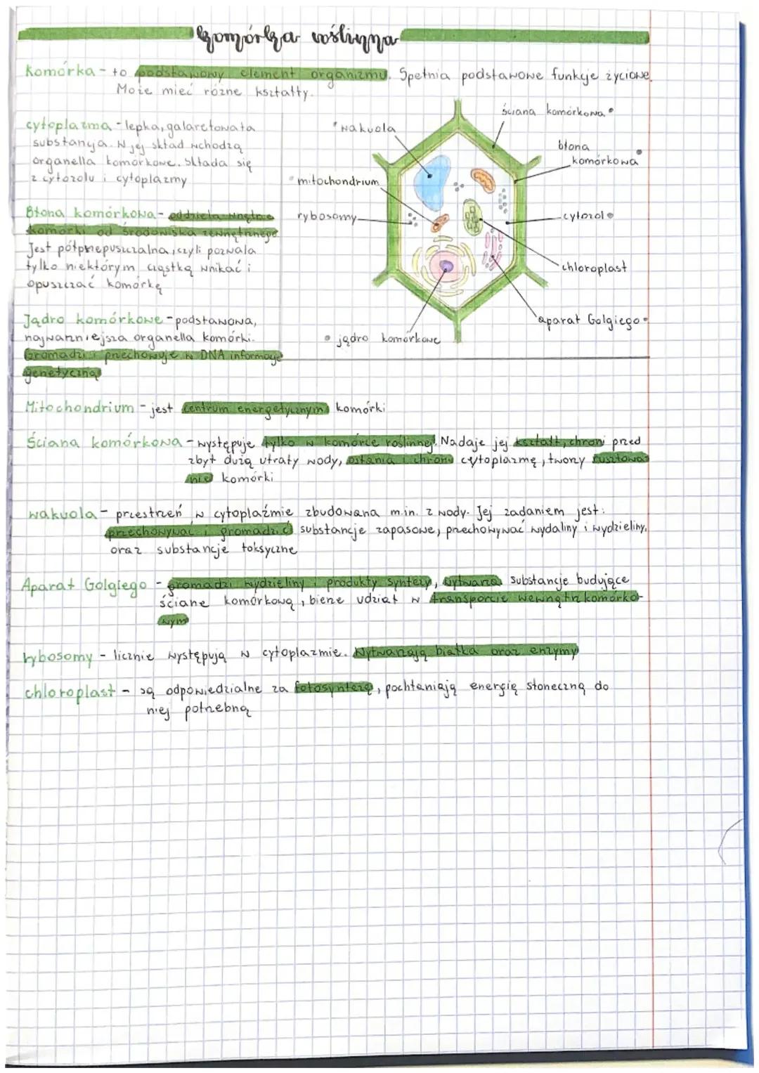 Funkcje elementów w komórce roślinnej