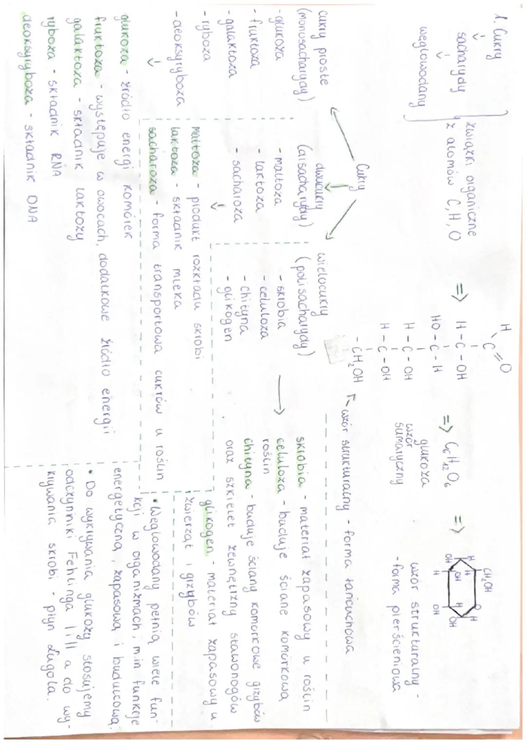 2. Biarka
↓
Związki organiczne zbudowane

H
grupa aminowa->
N-C-C
H
R
Podstawnik
↓
aminokwasy łączą się tworząc biatka, pota-
x aminokwasów 