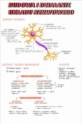 Know BUDOWA I DZIAŁANIE UKŁADU NERWOWEGO  thumbnail