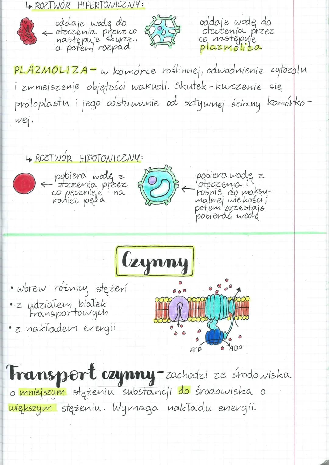 Transport przez tłony
biologicom
DYFUZJA PROSTA
zgodnie z różnicą
stężeń
bez udziału białek
transportowych
bez nakladu energii
•
●
Bierny
DY
