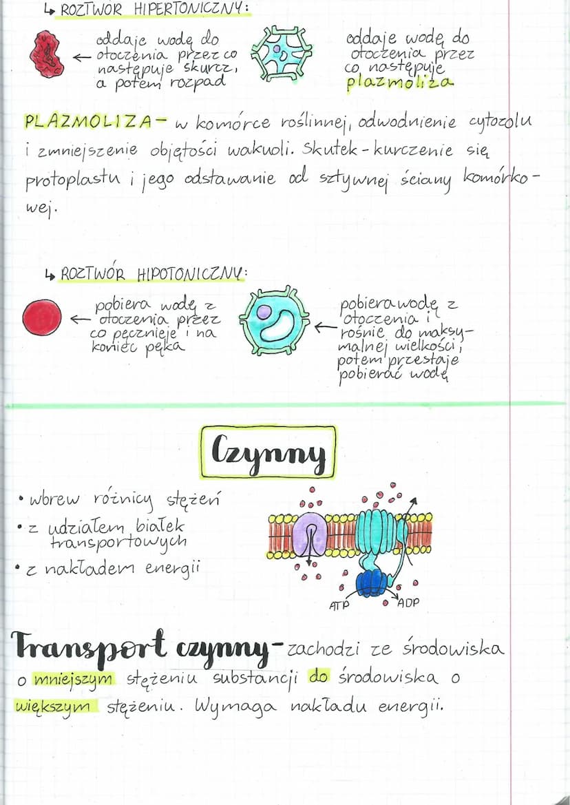 Transport przez tłony
biologicom
DYFUZJA PROSTA
zgodnie z różnicą
stężeń
bez udziału białek
transportowych
bez nakladu energii
•
●
Bierny
DY