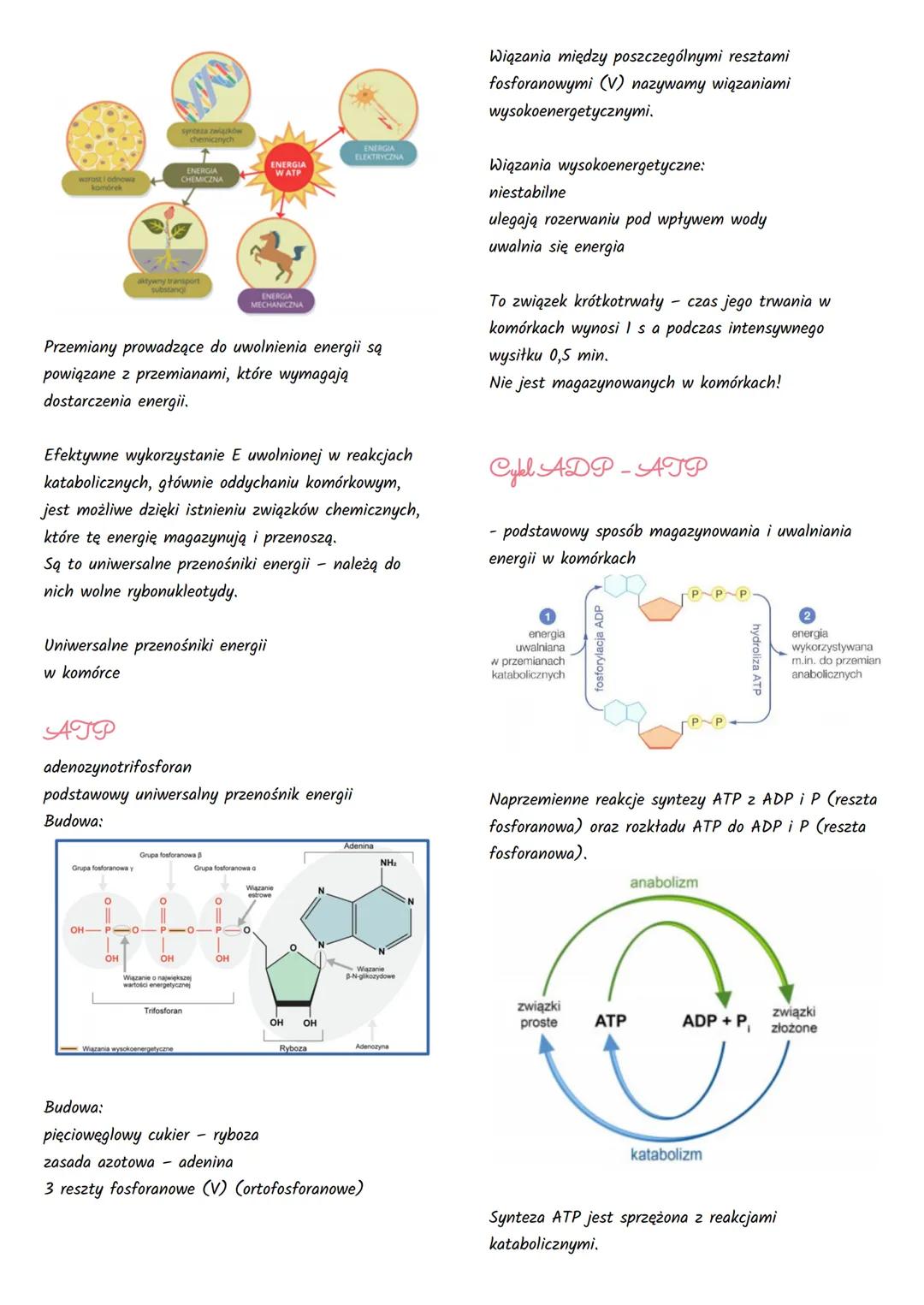 Podstawowe zasady metabolizmu
1. Kierunki przemian metabolicznych
Węglowodany,
Tłuszcze,
Białka + O₂
ADP + Pi
Węglowodany.
Tłuszcze,
Bialka 