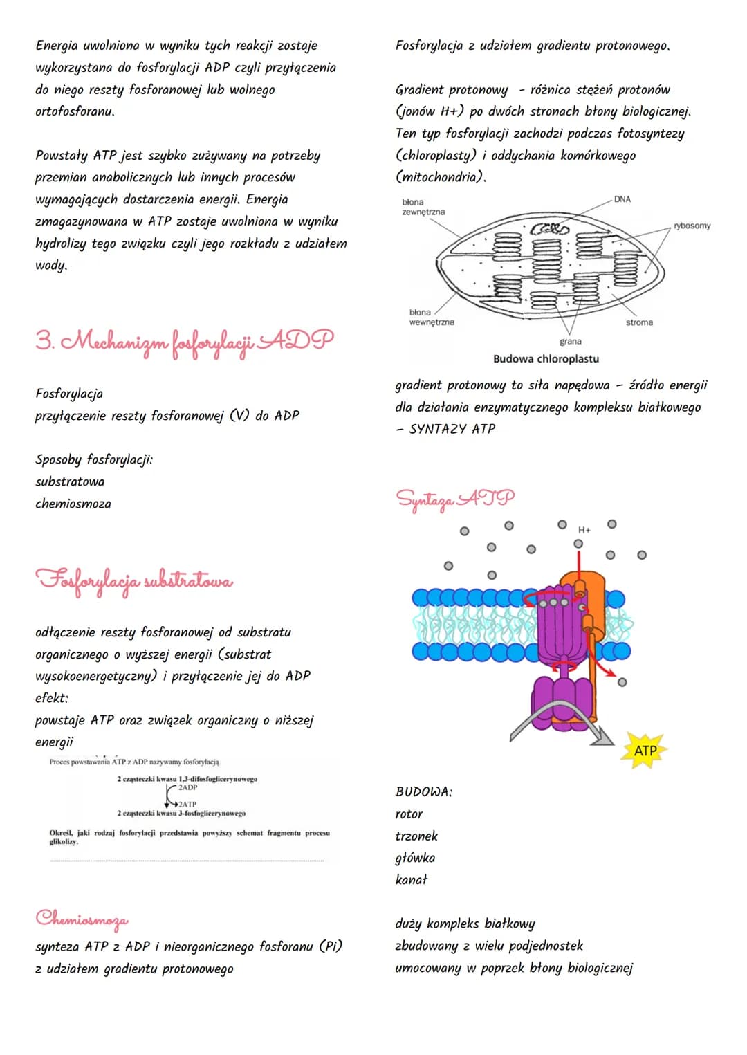 Podstawowe zasady metabolizmu
1. Kierunki przemian metabolicznych
Węglowodany,
Tłuszcze,
Białka + O₂
ADP + Pi
Węglowodany.
Tłuszcze,
Bialka 