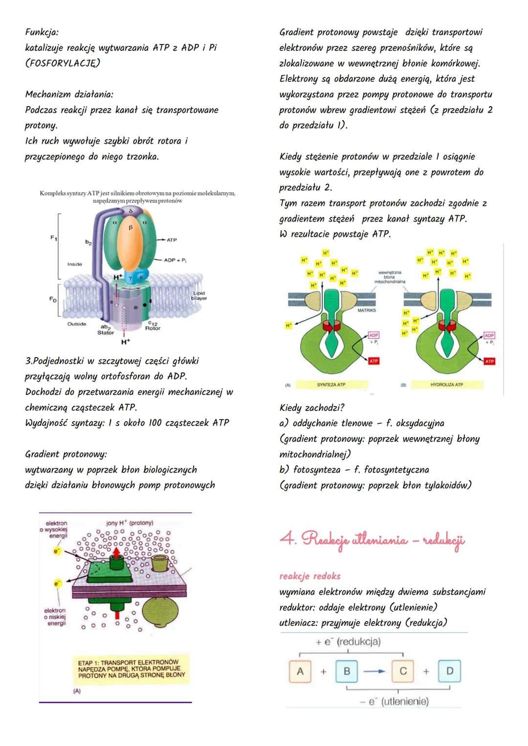 Podstawowe zasady metabolizmu
1. Kierunki przemian metabolicznych
Węglowodany,
Tłuszcze,
Białka + O₂
ADP + Pi
Węglowodany.
Tłuszcze,
Bialka 