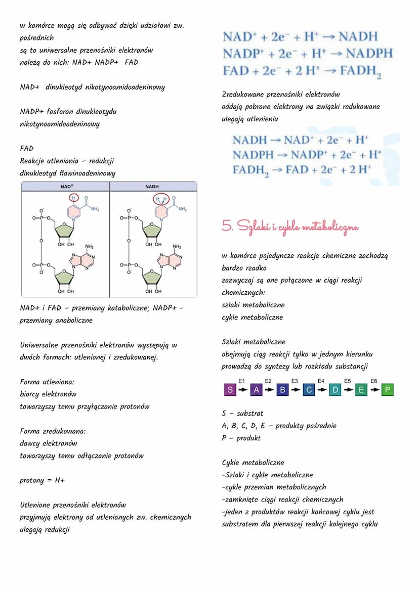Podstawowe zasady metabolizmu
1. Kierunki przemian metabolicznych
Węglowodany,
Tłuszcze,
Białka + O₂
ADP + Pi
Węglowodany.
Tłuszcze,
Bialka 