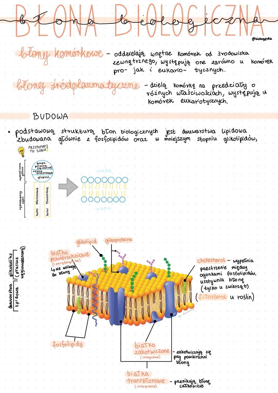 BŁONA BIOLOGICZNA
błony komórkowe - oddzielają wnętne Komórek od środowiska
zewnętrznego, występują one zarówno u
pro- jak i eukario- tyczny