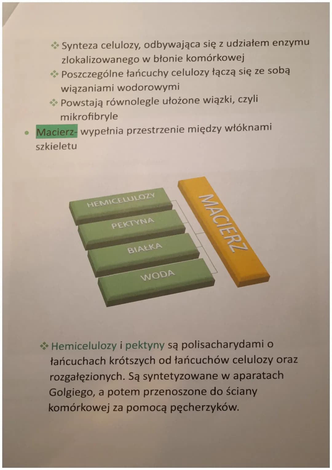 ŚCIANA KOMÓRKOWA
1. Czym jest ściana komórkowa?
Ściana komórkowa jest zewnętrzną warstwą komórek
bakterii, roślin, grzybów i niektórych prot