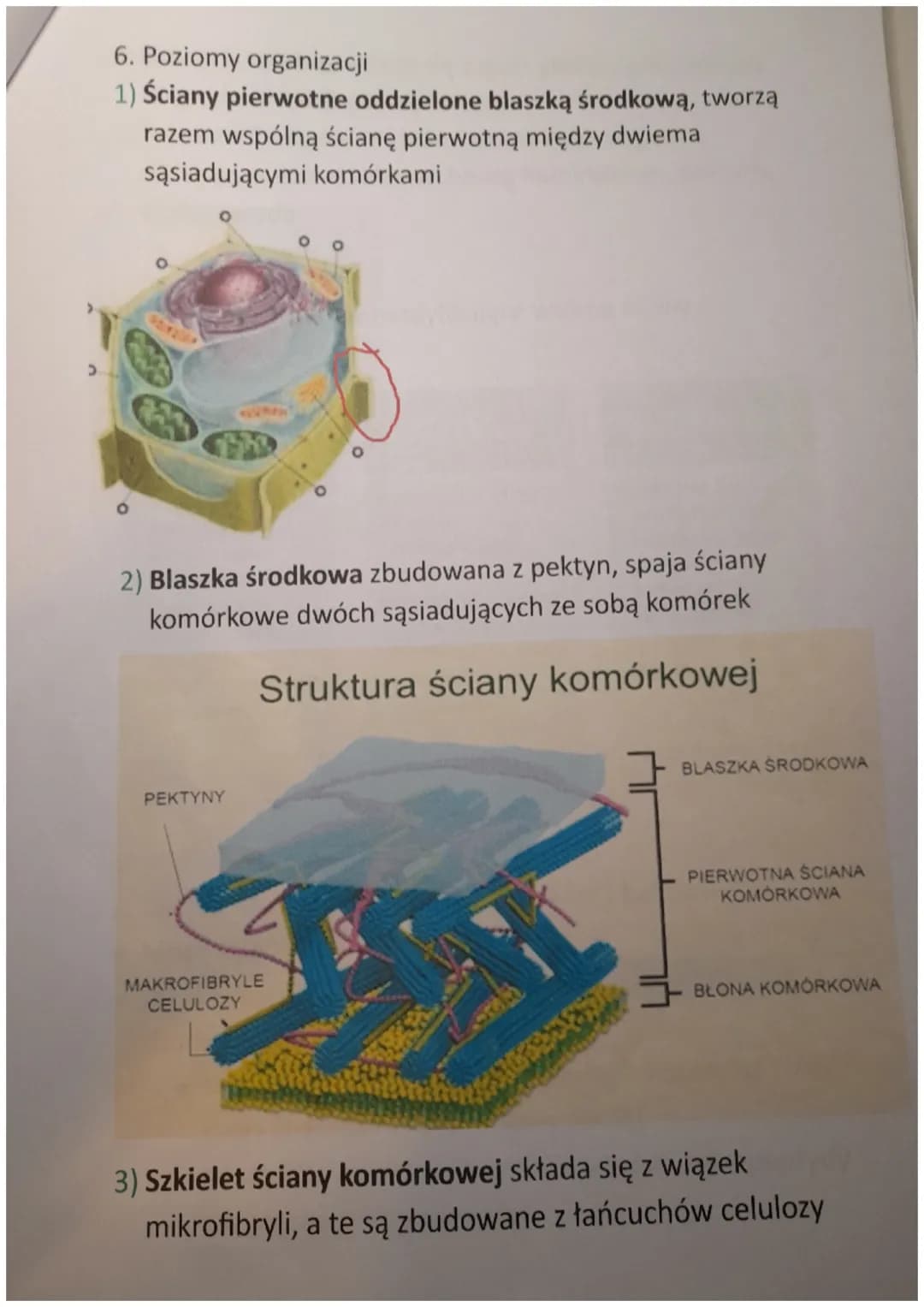 ŚCIANA KOMÓRKOWA
1. Czym jest ściana komórkowa?
Ściana komórkowa jest zewnętrzną warstwą komórek
bakterii, roślin, grzybów i niektórych prot