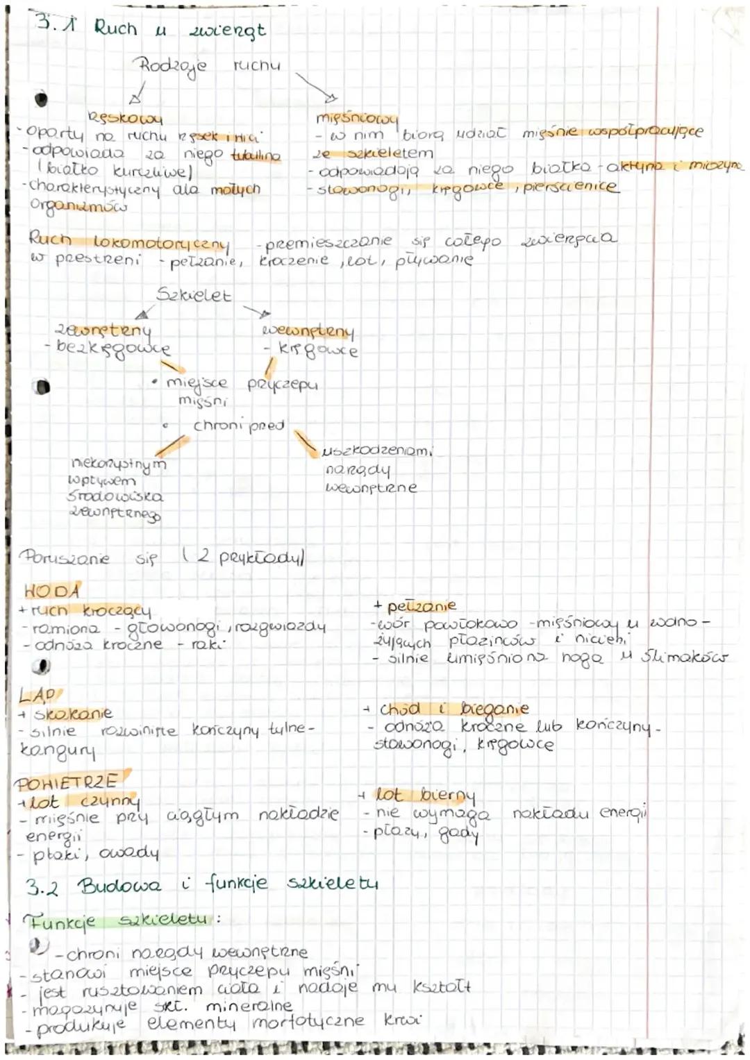 Układ Ruchu: Kluczowe Informacje i Pojęcia