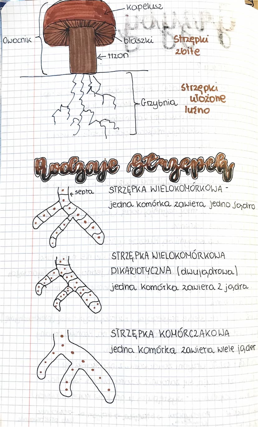 Grzyby
Czym są grzyby?
- jednokomórkowe (np. drożdże) lub plechowate (beztkankowe - np.
muchomor sromotnikowy) organizmy eukariotyczne
-nete